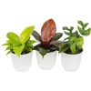 image:imageLive Philodendron House Plant Decor 3PK Indoor Houseplant Philodendrons Mix Pack Real Plant Box Rotating Assortment Includes White Decorative Planters