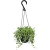 image:imageString of Bananas Succulent Plant Decor Hanging Basket Real Succulents amp Houseplants for Home or Office Senecio Radicans Unique House Plants