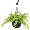image:imageTrailing Elephant Bush Portulacaria Succulent Plant Hanging Basket Pet Friendly Live Indoor Plants amp Succulents Real Houseplant NonToxic Houseplants for Home or Office