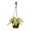 image:imageVariegated Portulacaria Elephant Bush Succulent Plant Hanging Basket Pet Friendly Live Indoor Plants amp Succulents Real Houseplant NonToxic Houseplants for Home or Office
