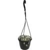 image:imageVariegated String of Hearts Hanging Basket Pet Friendly Live Indoor Plant Ceropegia linearis Woodii Real Houseplant NonToxic Houseplants for Home or Office