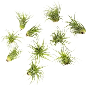 image:imageAltman Plants 10 Ionantha Tillandsia Air Plant Pack Each 2 to 35 Inches Long Live Tropical House Plants for Home Decor Indoor Terrarium Air Plants