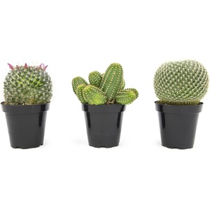 image:imageAltman Plants Assorted Cactus Plants Live Cactus Decor 4PK Cactus Plant Live Succulents Plants Live in Cactus Soil Potting Mix Live Cacti Plants Live Succulent Plants Live Plants in Cactus PotAssorted 3pack