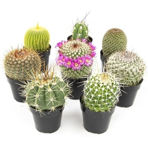 image:imageAltman Plants Assorted Cactus Plants Live Cactus Decor 4PK Cactus Plant Live Succulents Plants Live in Cactus Soil Potting Mix Live Cacti Plants Live Succulent Plants Live Plants in Cactus PotAssorted 8pack
