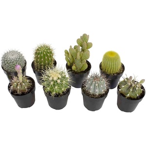 image:imageAltman Plants Assorted Cactus Plants Live Succulents 3 Pack Live Cactus Plant Lover Gifts Cacti Succulents Plants Live Houseplants Succulent Indoor Plants Live Plants in Cactus Soil Potting Mix25