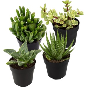 image:imageAltman Plants Assorted Succulents Plants Live Houseplants 8PK Succulent Plants Home Office Plants Live Indoor Plants Live Plants Indoor House Plants Easy Care Plants Desk Plants Kitchen PlantsMulticolor