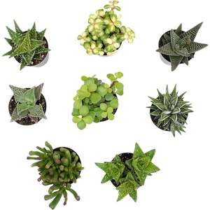 image:imageAltman Plants Assorted Succulents Plants Live Houseplants 8PK Succulent Plants Home Office Plants Live Indoor Plants Live Plants Indoor House Plants Easy Care Plants Desk Plants Kitchen PlantsBlack
