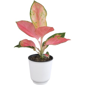 image:imageAltman Plants Chinese Evergreen Live Plant Decor Aglaonema China Red with 4 Inch White Plastic Plant Pot Easy to Grow Desk Plant Easy Plant Gift Decorative Indoor Plant Grown in Potting Soil Mix