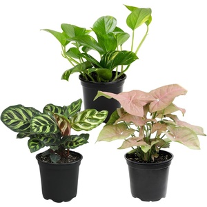 image:imageAltman Plants Classic Houseplant Collection 4PK Live Indoor Plants in 4 Pots Easy Care House Plants Snake Plant Pothos in Potting Soil Clean Air Plants3Pack