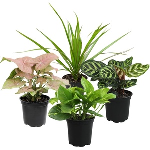 image:imageAltman Plants Classic Houseplant Collection 4PK Live Indoor Plants in 4 Pots Easy Care House Plants Snake Plant Pothos in Potting Soil Clean Air Plants4Pack
