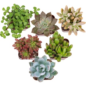 image:imageAltman Plants Deluxe Live Succulents 6 Pack No Duplicates Assorted Varieties amp Shapes Easy Plant Care 2 in Pots