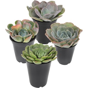 image:imageAltman Plants Echeveria Succulent Mix 4 Pack Assorted Rosette Succulents for Garden amp Home Easy Plant Care 1 Quart Grower Pots Rotating Varieties Real Succulents amp Houseplants for Plant Lovers