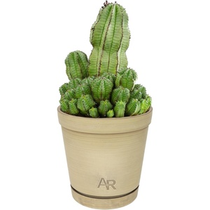 image:imageAltman Plants Euphorbia anoplia Live Plant Decor Exotic Plants Cacti Plants Live Succulents Plants Live Plants Indoor Plants Live Houseplants Live Indoor House Plants Real Plants Indoor Live PlantsEuphorbia anoplia