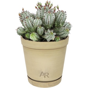 image:imageAltman Plants Euphorbia horrida Live Plant Decor Exotic Plants Cacti Plants Live Succulents Plants Live Plants Indoor Plants Live Houseplants Live Indoor House Plants Real Plants Indoor Live Plants