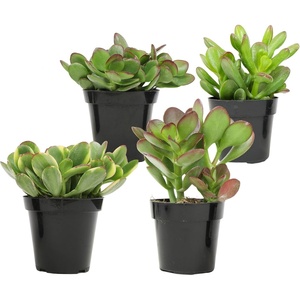 image:imageAltman Plants Live Jade Plant Collection 4PK Classic Jade Plants in 25 Pots Mini Succulents Sunset Jade Live Succulents Crassula Ovata Variegated Live Plants amp House Plants in Succulent Soil25