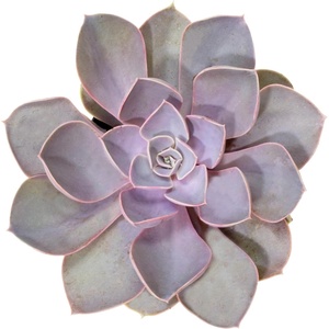 image:imageAltman Plants Lola Echeveria Succulent Plants Live Succulents Plants Live with Pot Live Indoor Plants Live Houseplants Live Indoor House Plants Indoors Live Plants Outdoor Plants Live Outdoor PlantsEcheveria Perle Von Nurnberg