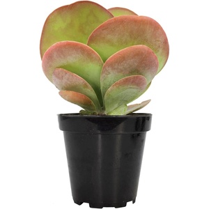 image:imageAltman Plants Lola Echeveria Succulent Plants Live Succulents Plants Live with Pot Live Indoor Plants Live Houseplants Live Indoor House Plants Indoors Live Plants Outdoor Plants Live Outdoor PlantsKalanchoe Luciae Flapjack