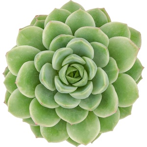 image:imageAltman Plants Lola Echeveria Succulent Plants Live Succulents Plants Live with Pot Live Indoor Plants Live Houseplants Live Indoor House Plants Indoors Live Plants Outdoor Plants Live Outdoor PlantsEcheveria Lime n Chile