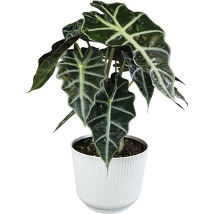 image:imageAltman Plants Polly Alocasia Live Plant Decor in 6 Inch White Plastic Plant Pot Elephant Ear Plant Gift amp Desk Plant Easy Plant amp Indoor Plant Air Purifying Plants in Indoor Potting Soil Mix