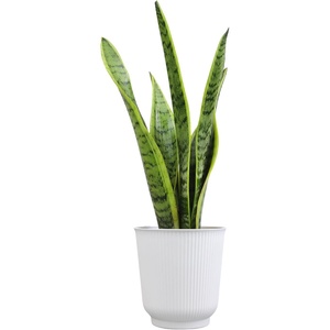 image:imageAltman Plants Sansevieria Laurentii Snake Plants White Planter Variegated Snake Plant Decor Easy Plant Gift amp Desk Plant Live Snake Plant Live Indoor with Pot Air Purifying425 White Dcor Pot