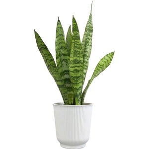 image:imageAltman Plants Sansevieria Laurentii Snake Plants White Planter Variegated Snake Plant Decor Easy Plant Gift amp Desk Plant Live Snake Plant Live Indoor with Pot Air PurifyingZeylanica