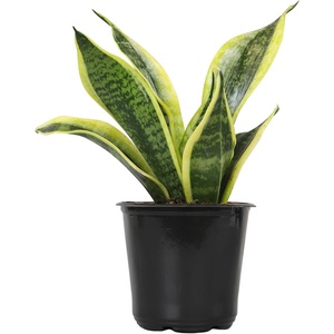 image:imageAltman Plants Sansevieria Laurentii Snake Plants White Planter Variegated Snake Plant Decor Easy Plant Gift amp Desk Plant Live Snake Plant Live Indoor with Pot Air PurifyingSansevieria Superba