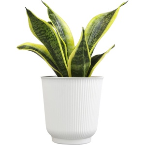 image:imageAltman Plants Sansevieria Superba Snake Plants Easy Plant Care Variegated 425 PotWhite Pot