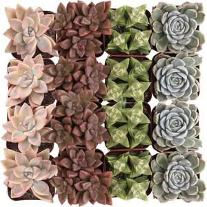 image:imageAltman Plants Specialty Live Succulent Plant 6 Pack No Duplicates Assorted Succulents Featuring Unique Colors amp Shapes 2 in Pots12PACK