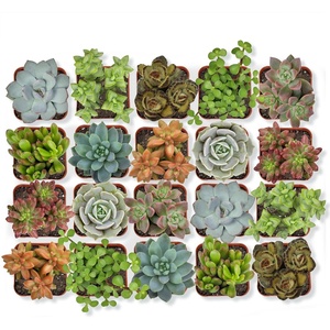 image:imageAltman Plants Specialty Live Succulent Plant 6 Pack No Duplicates Assorted Succulents Featuring Unique Colors amp Shapes 2 in Pots20PACK