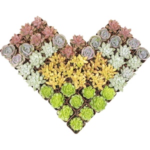 image:imageAltman Plants Specialty Live Succulent Plant 6 Pack No Duplicates Assorted Succulents Featuring Unique Colors amp Shapes 2 in Pots50PACK