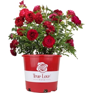image:imageAltman Plants True Bloom Red Rose Bush True Love Live Rose Plant Plant Lover Gifts Live Outdoor Plants Garden Rose Bushes Ready to Plant Roses Live Plants Outdoor Plants in 6 qt Nursery Pot