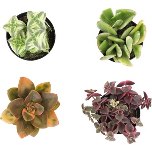 image:imageAltman Plants Variegated Succulent Plant Collection 4PK Mini Succulents Colorful Succulent Plants Live Succulents Multicolor Succulents Variegated Live Plants amp House Plants in 25 Pots