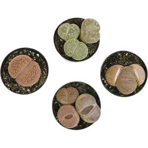 image:imageAltman Plants XL Giant Living Stones Succulents 8PK Lithops Live Plants amp Real Succulents Pet Safe Plants amp Live Succulent Plants Pet Friendly Plants Live Plants in 25 Pots with Succulent SoilGiant Lithops