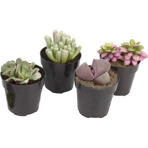 image:imageAssorted Succulents Mimicry Collection 25 8 Pack4 Pack