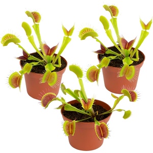 image:imageCarnivorous Live Venus Flytraps 3PK NonToxic Pet Safe Plants 3 Pots