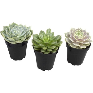image:imageEcheveria Succulents Live Plants 3 Pack