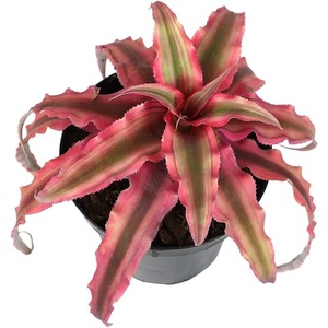 image:imageLive Cryptanthus Bromeliad Plant Cryptanthus bivittatus Pink Star Indoor Flowering Plant Earth Star House Plant in Pot Bromeliads Live Plants in Soil Colorful Potted Houseplant by Plants for Pets