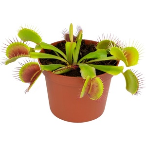 image:imageLive Venus Flytrap Pet Safe Carnivorous Plant 3 Pot NonToxic Dionaea