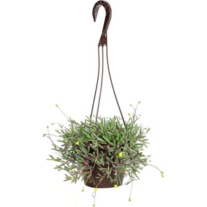 image:imageString of Rubies Live Succulent Purple Ruby Necklace Trailing Succulent Plant Decor Othonna Capensis 6 in Hanging Basket Unique House Plants LowMaintenance Houseplants Easy Plant