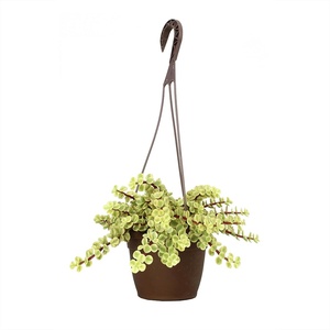 image:imageVariegated Portulacaria Elephant Bush Succulent Plant Hanging Basket Pet Friendly Live Indoor Plants amp Succulents Real Houseplant NonToxic Houseplants for Home or Office