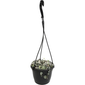 image:imageVariegated String of Hearts Hanging Basket Pet Friendly Live Indoor Plant Ceropegia linearis Woodii Real Houseplant NonToxic Houseplants for Home or Office