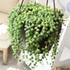image:imageLive String of Pearls Succulent Plant Decor Hanging Basket Real Succulents amp Houseplants for Home or Office Senecio Rowleyanus Unique House Plants