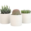 image:imageLoLite Haworthia Gasteria Cactus Mix Low Light Succulent Plant Decor Easy Plant Care Includes White Decorative Planters Assorted Varieties Live Succulents amp Houseplants for Plant Lovers