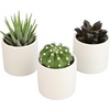 image:imageLoLite Haworthia Gasteria Cactus Mix Low Light Succulent Plant Decor Easy Plant Care Includes White Decorative Planters Assorted Varieties Live Succulents amp Houseplants for Plant Lovers