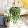 image:imageString of Raindrops Succulent Plant Decor Hanging Basket Real Succulents amp Houseplants for Home or Office Senecio Curio Unique House Plants