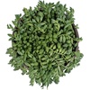 image:imageString of Raindrops Succulent Plant Decor Hanging Basket Real Succulents amp Houseplants for Home or Office Senecio Curio Unique House Plants