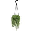 image:imageLive String of Pearls Succulent Plant Decor Hanging Basket Real Succulents amp Houseplants for Home or Office Senecio Rowleyanus Unique House Plants