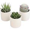 image:imageLoLite Haworthia Gasteria Cactus Mix Low Light Succulent Plant Decor Easy Plant Care Includes White Decorative Planters Assorted Varieties Live Succulents amp Houseplants for Plant Lovers
