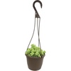 image:imageSedum Burrito Succulent Plant Decor Hanging Basket Real Succulents amp Houseplants for Home or Office Sedum Morganianum Donkey Tail Unique House Plants