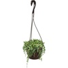 image:imageString of Raindrops Succulent Plant Decor Hanging Basket Real Succulents amp Houseplants for Home or Office Senecio Curio Unique House Plants